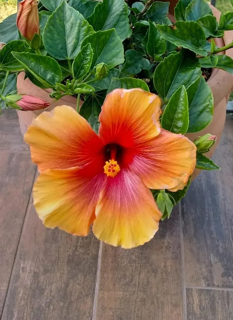 Hibiscus Apartment Castiglioncello