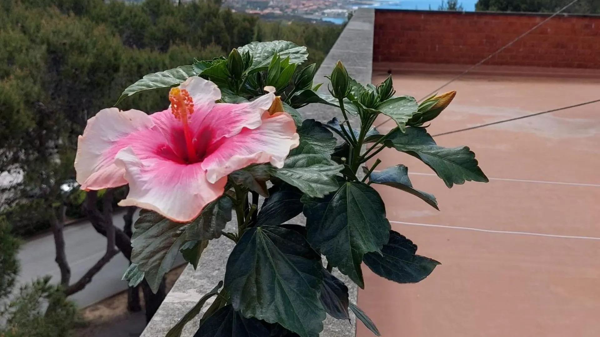 Hibiscus Apartment Castiglioncello